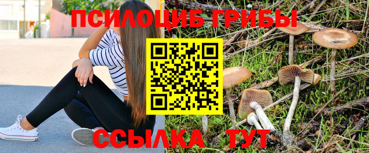 Ростов-на-Дону  как найти   Вход с VPN  Псилоцибиновые грибы прущие грибы 